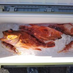 康仁丸・ジギング釣り果